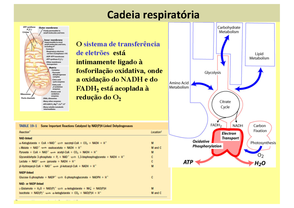 Fosforilação oxidativa (cadeia respiratória) explicação - Cadeia ...