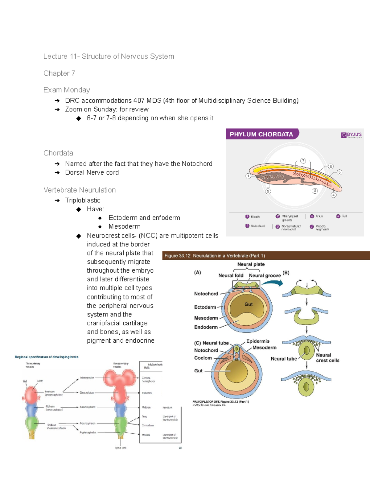 BIO 302 Chapter 7- Structure of Nervous System - Lecture 11- Structure ...