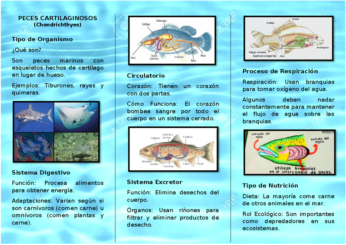 Peces Cartilaginosos - PECES CARTILAGINOSOS (Chondrichthyes) Tipo De ...