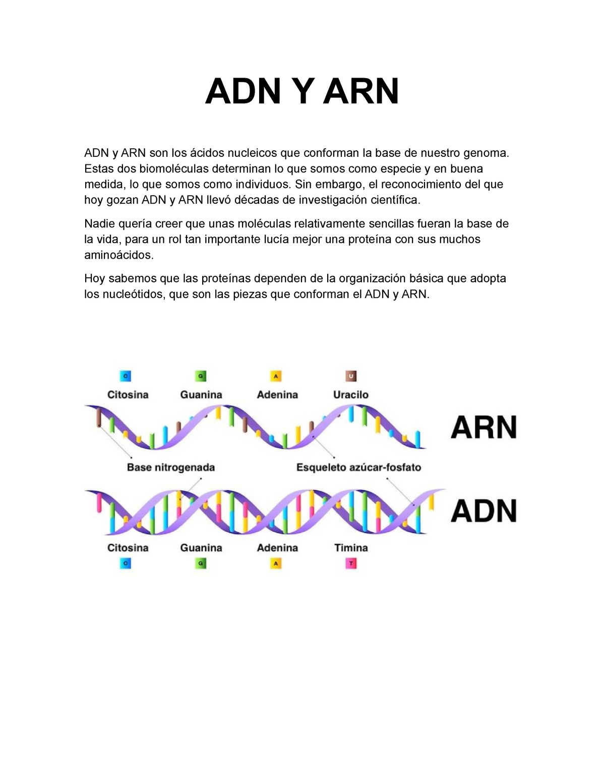 Adn Y Arn Diferencias Apuntes Adn Y Arn Adn Y Arn Son Los Cidos