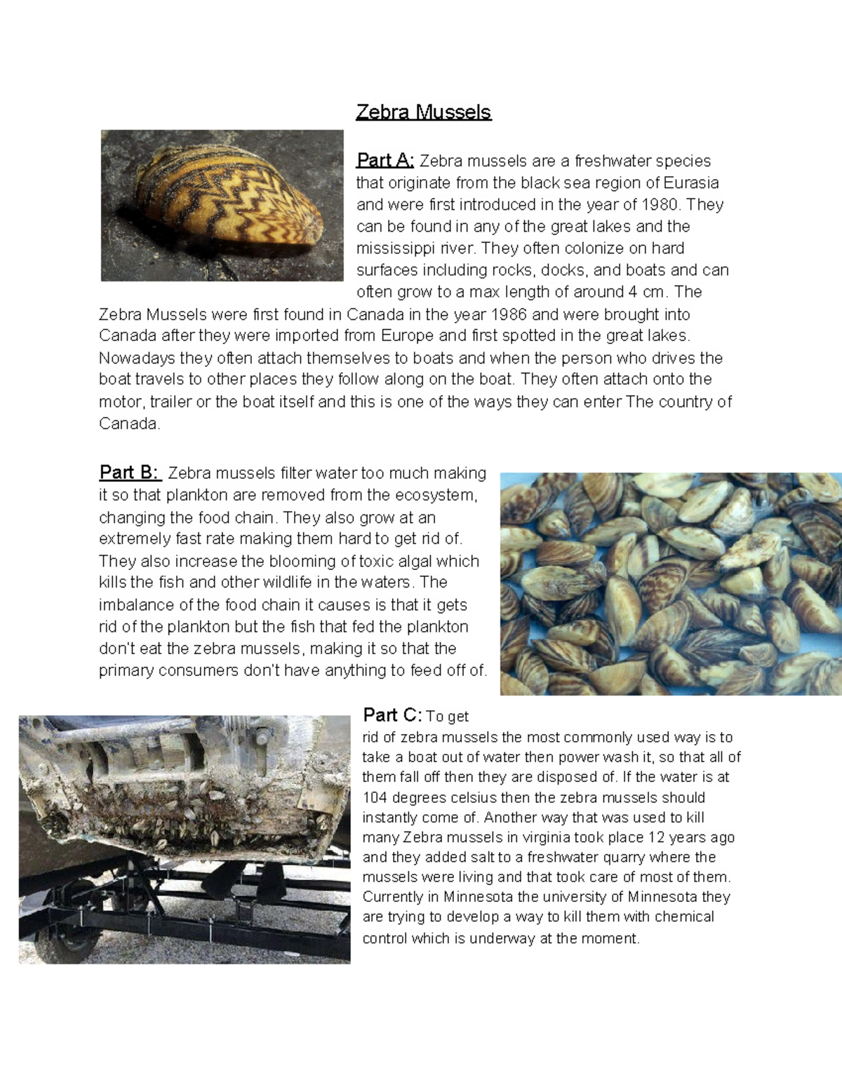 essay on zebra mussels