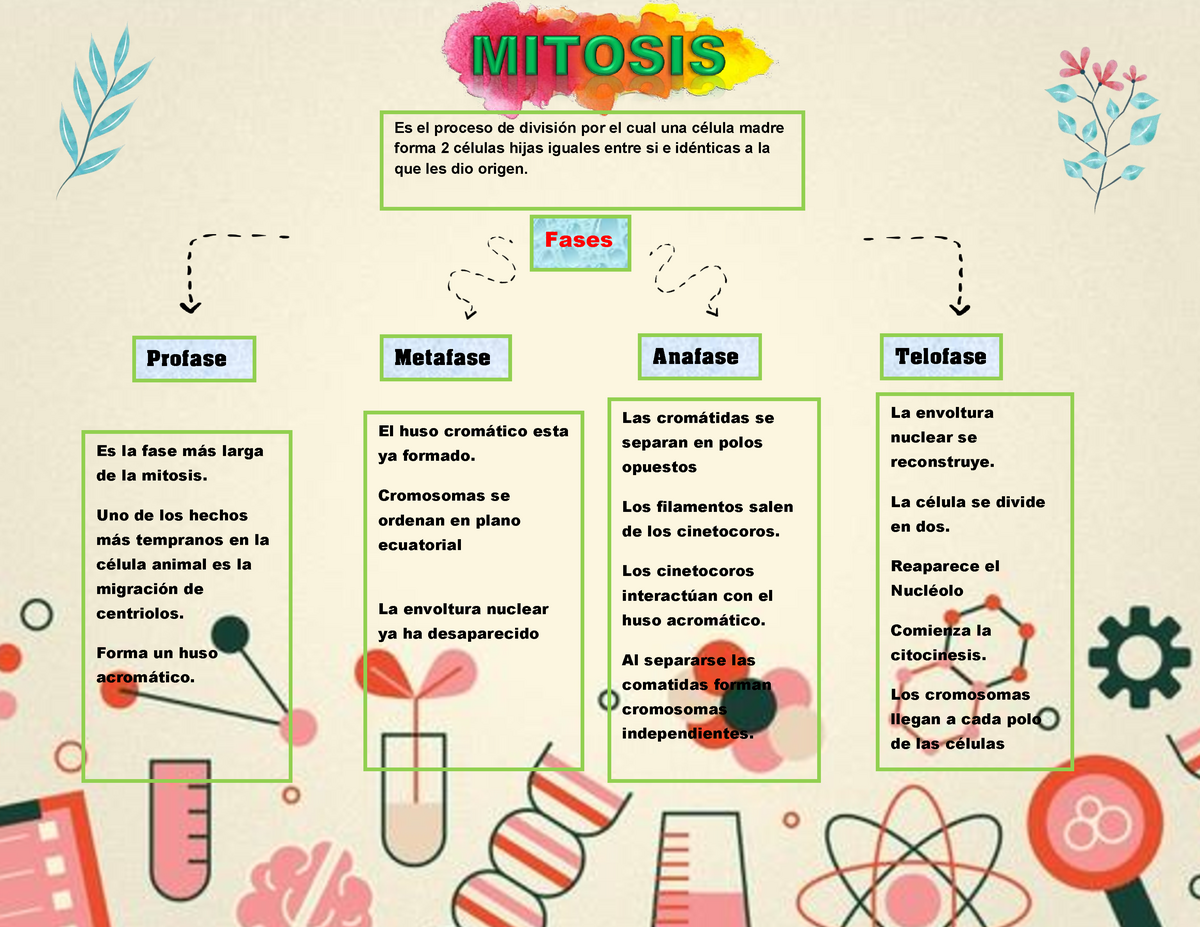 Mapa mental mitosis - Es el proceso de división por el cual una célula madre  forma 2 células hijas - Studocu