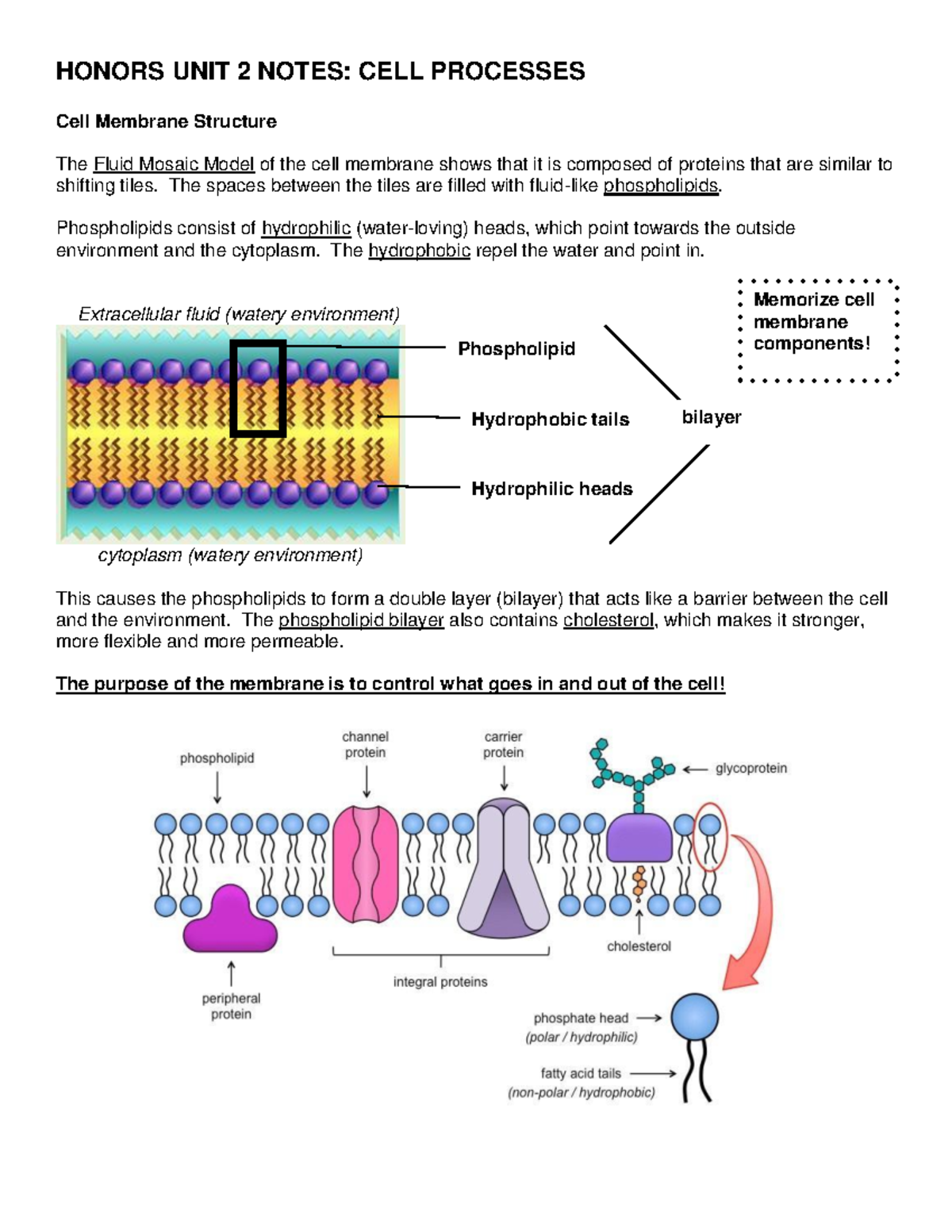 2020 Honors Cell Processes Unit Notes KEY - HONORS UNIT 2 NOTES: CELL ...