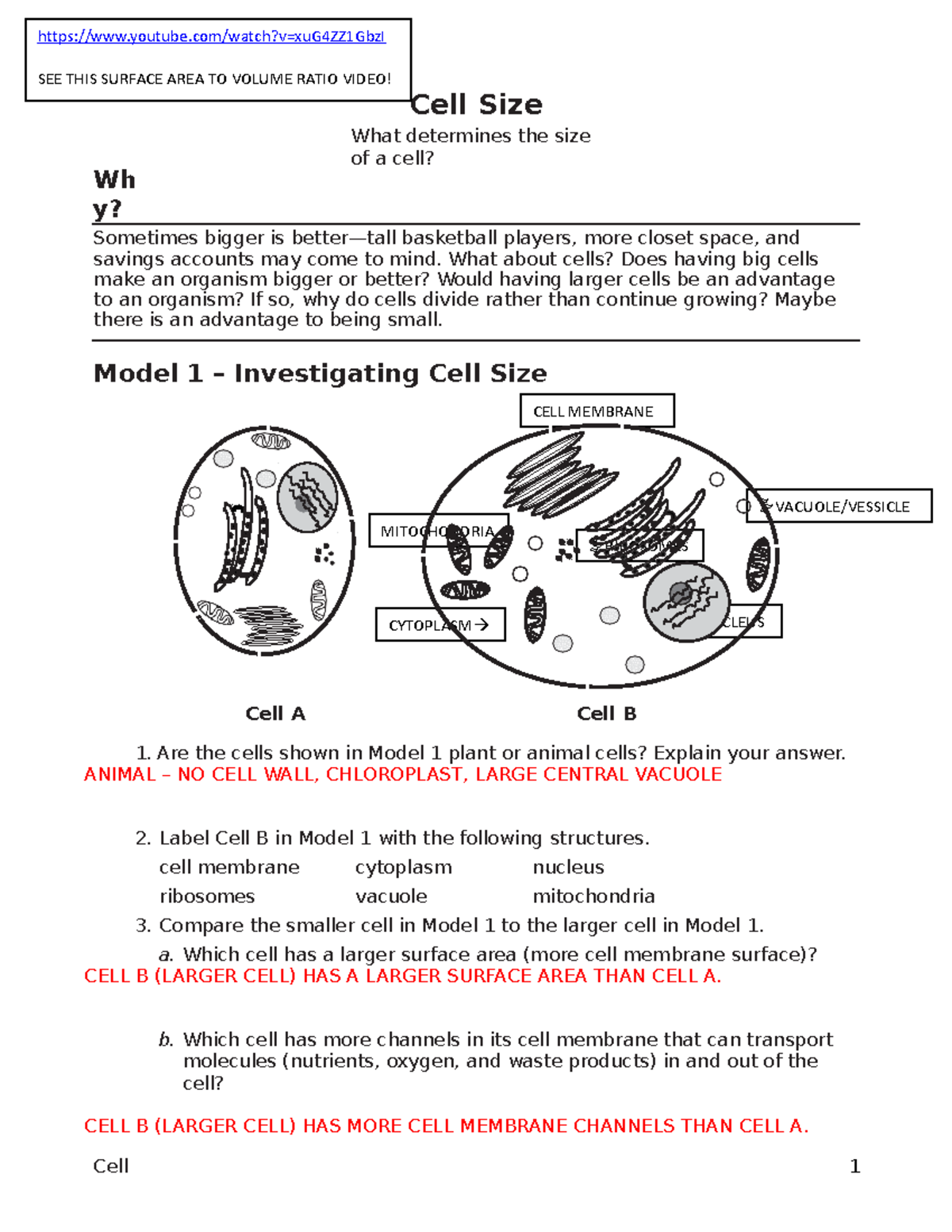Pogil Cell Size-KEY - .nkjkjkm - Wh y? Cell Size What determines the size  of a cell? Sometimes - Studocu