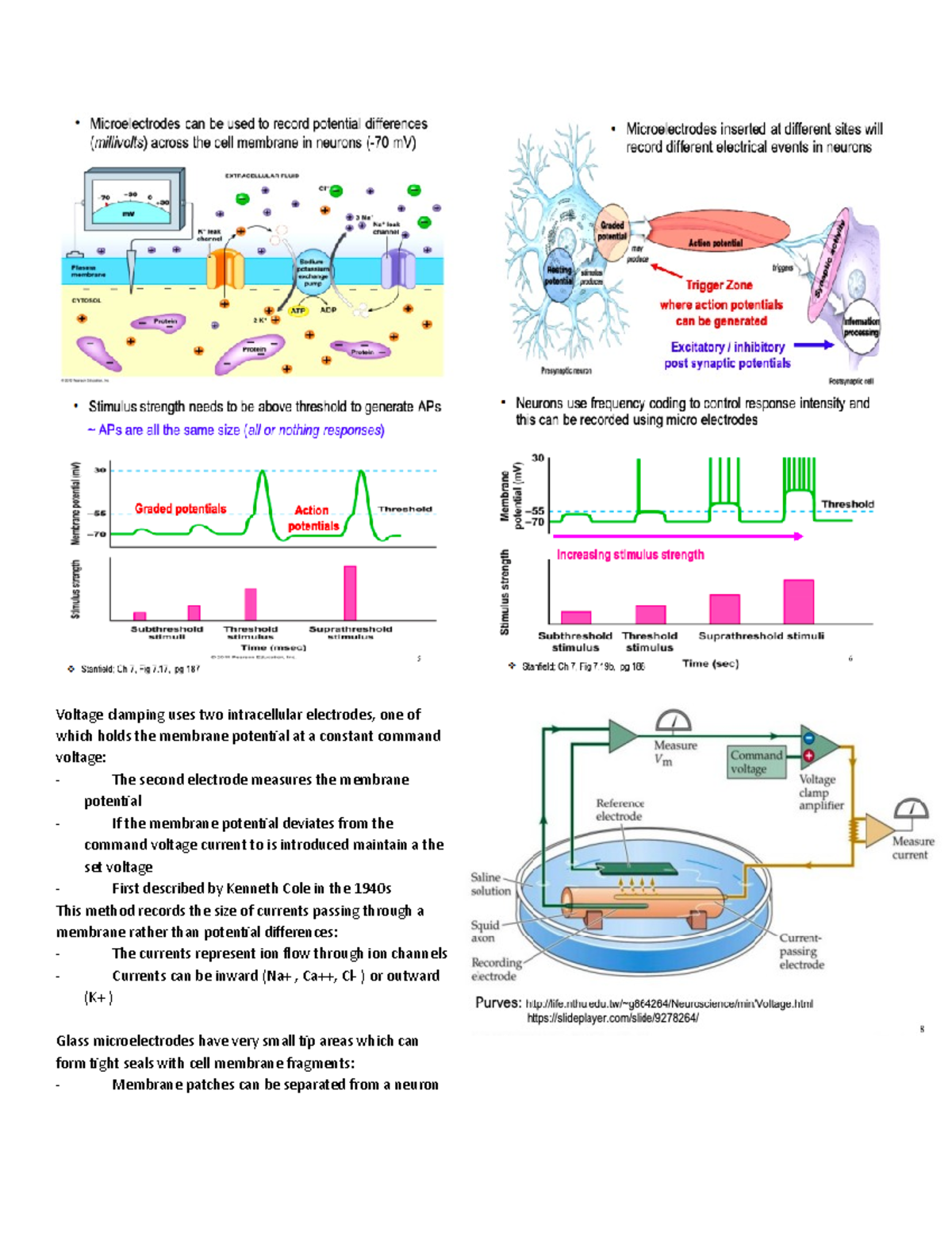 Electrophysiology Methods - Voltage clamping uses two intracellular ...