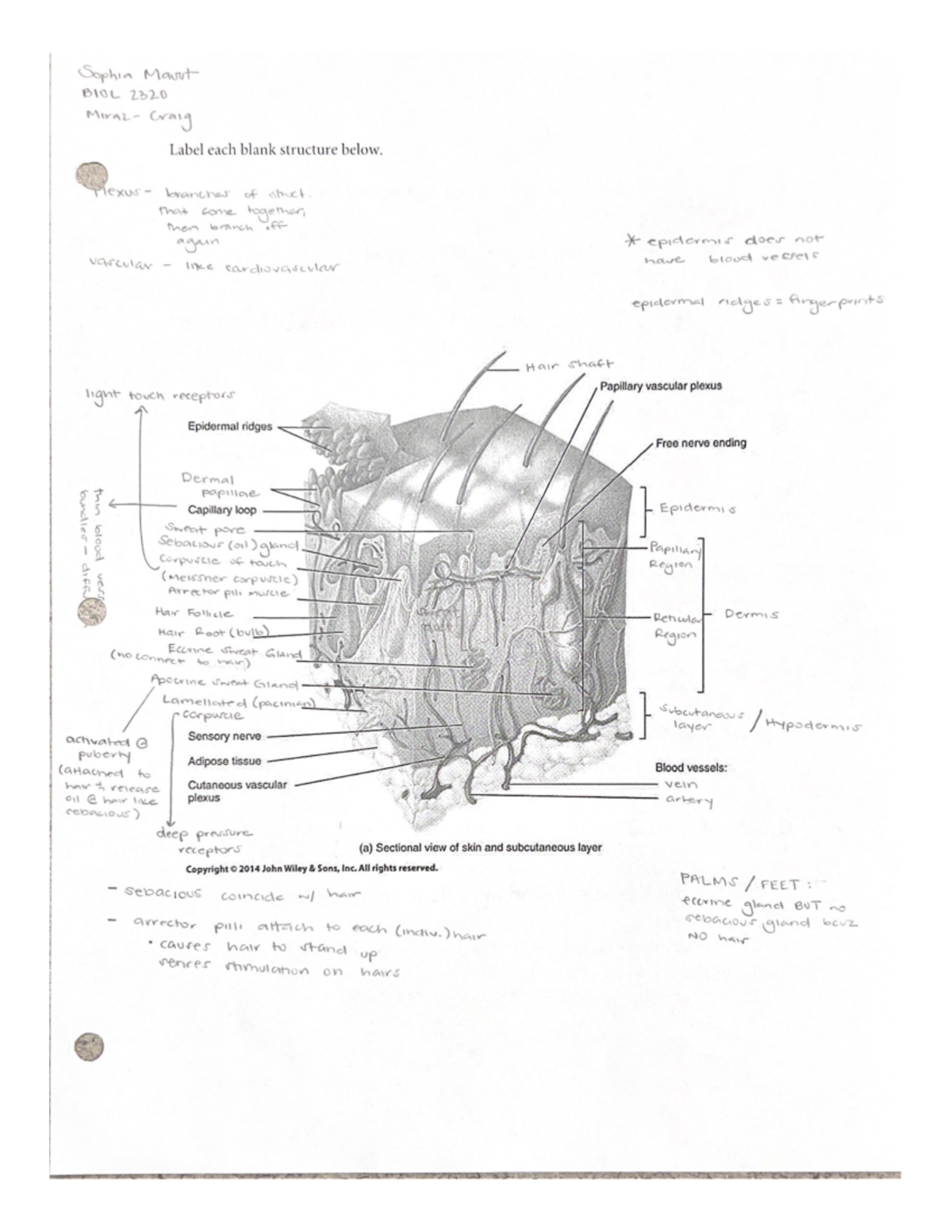 Tissue Labeling - BIOL 2320 - Studocu