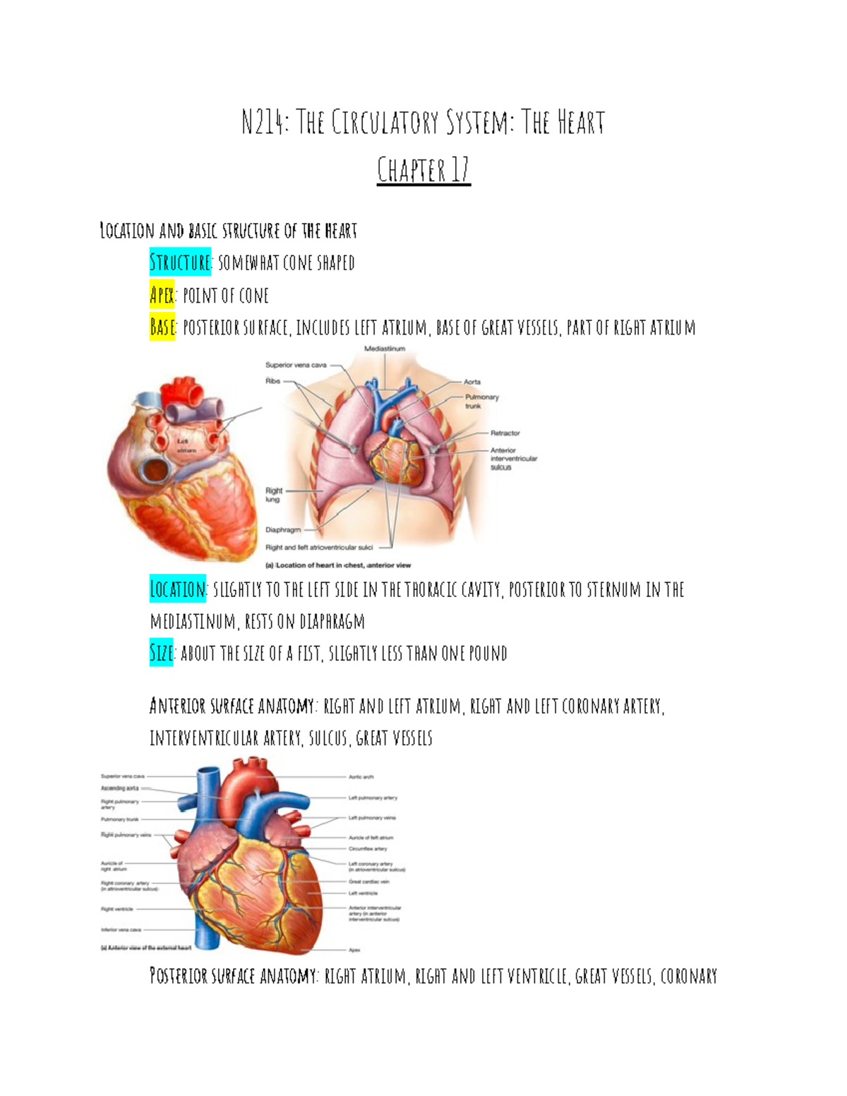 Ch. 17- Bio N212 - Lecture notes 17 - N214: The Circulatory System: The ...