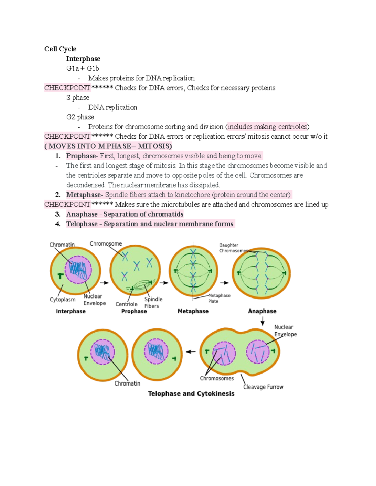 Bio Recitation Notes 11 2 17 - Cell Cycle Interphase G1a + G1b - Makes ...