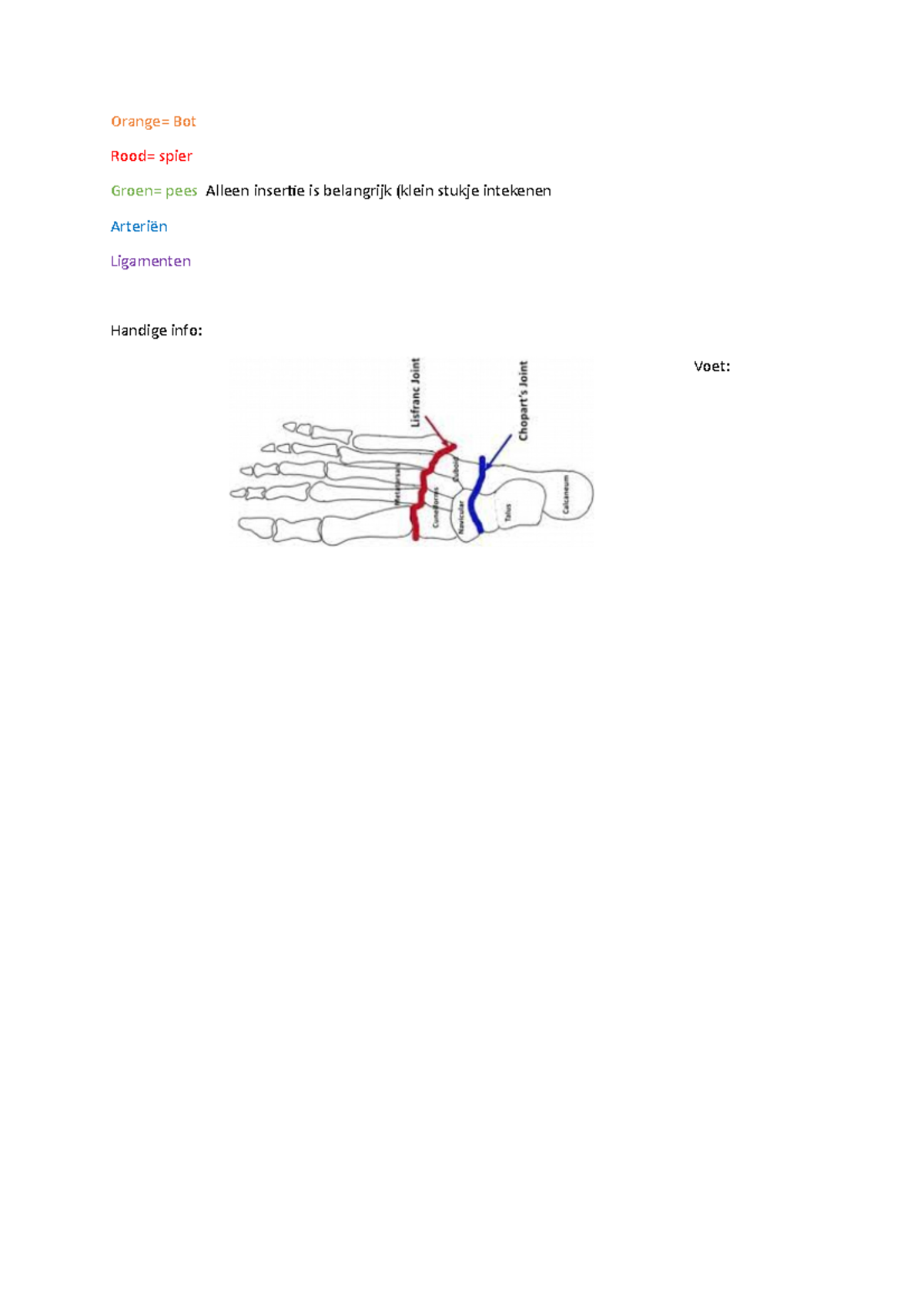 Periode 2 anatomie leerjaar 1 onderste extremiteit - Orange= Bot Rood ...