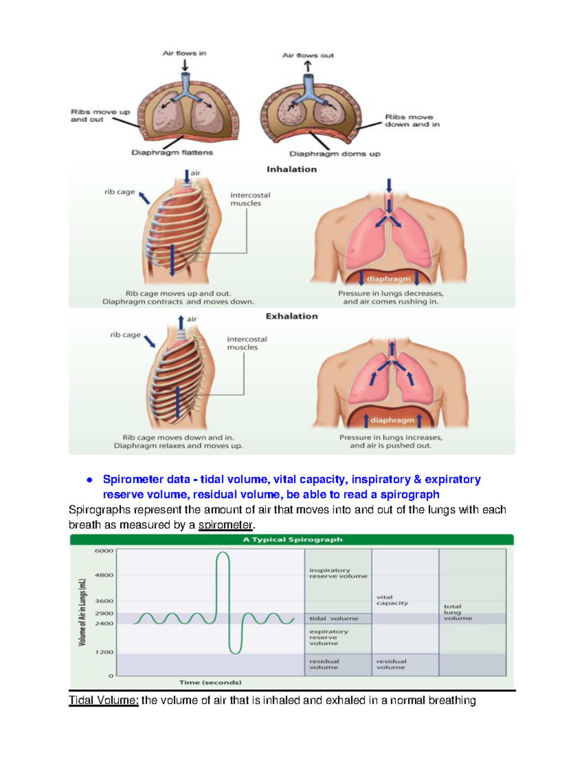 Quiz ReviewChapter 11 Respiratory System PART 2 Spirometer data
