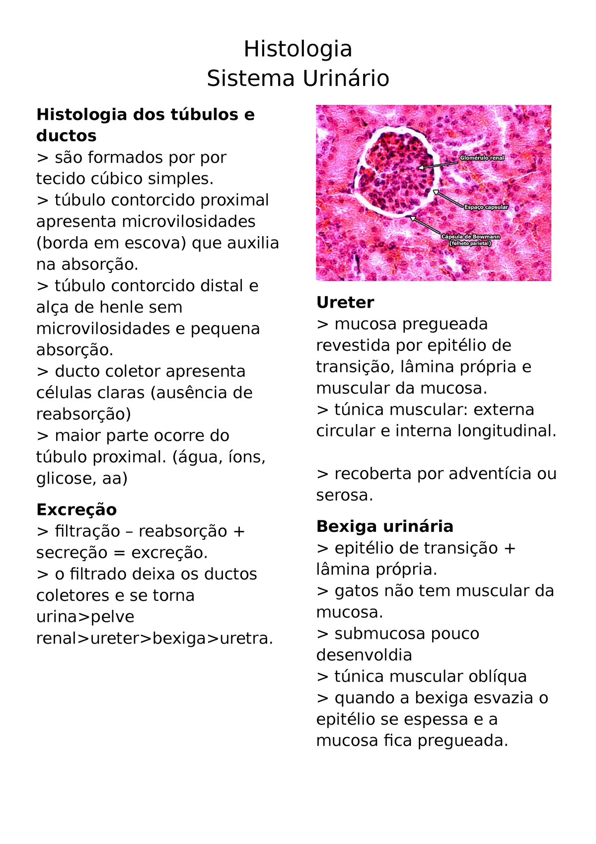 Histologia Do Sistema Urin Rio Histologia Sistema Urin Rio Histologia Dos T Bulos E Ductos