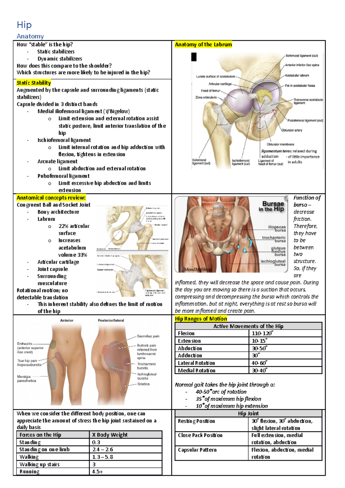 Hip - Lecture notes 8 - Hip Anatomy How “stable” is the hip? - Static ...