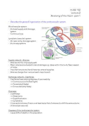 Lecture 2 Part 1 Of The Anatomy Of The Heart Studocu