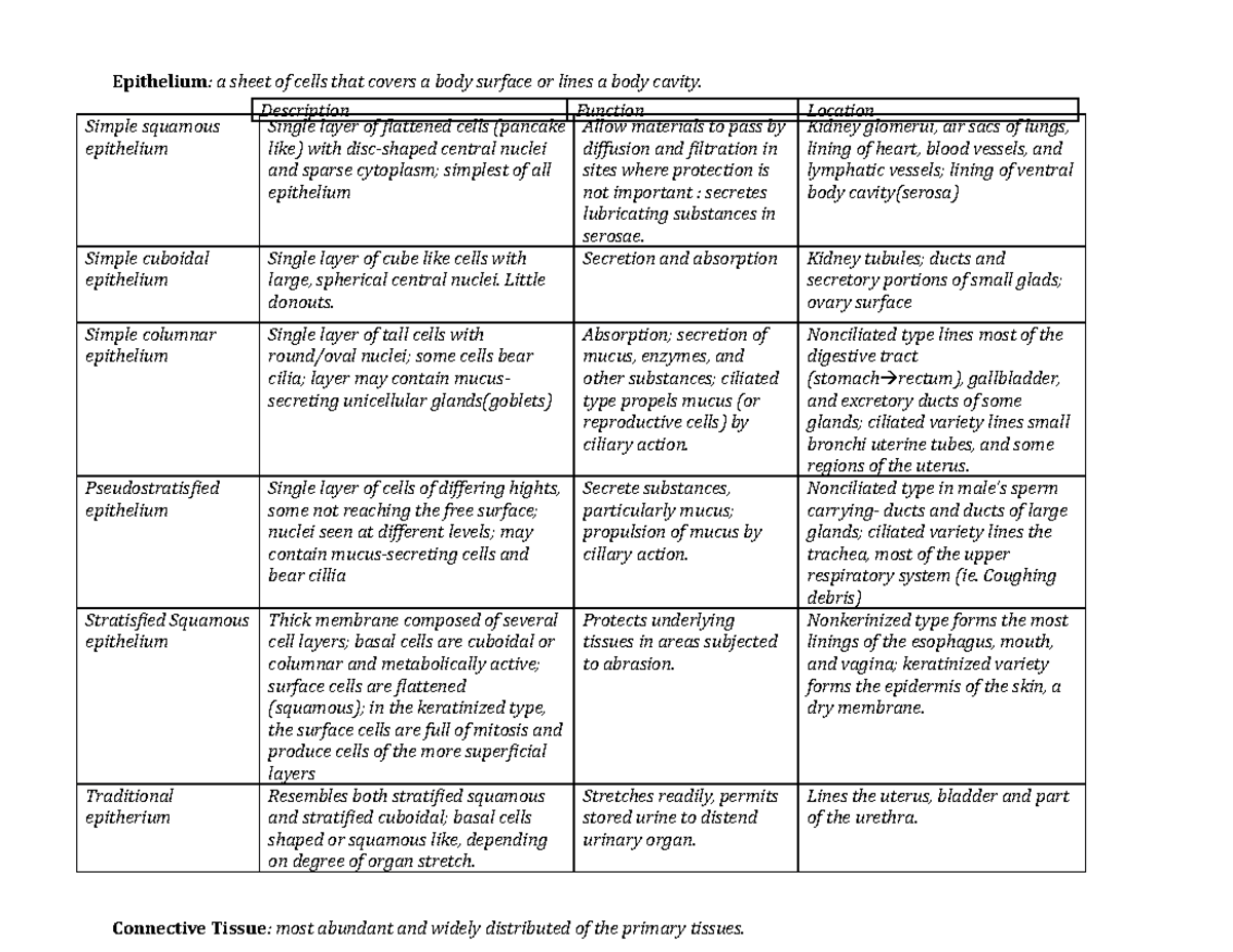 Skin chart AP1 - Epithelium: a sheet of cells that covers a body ...