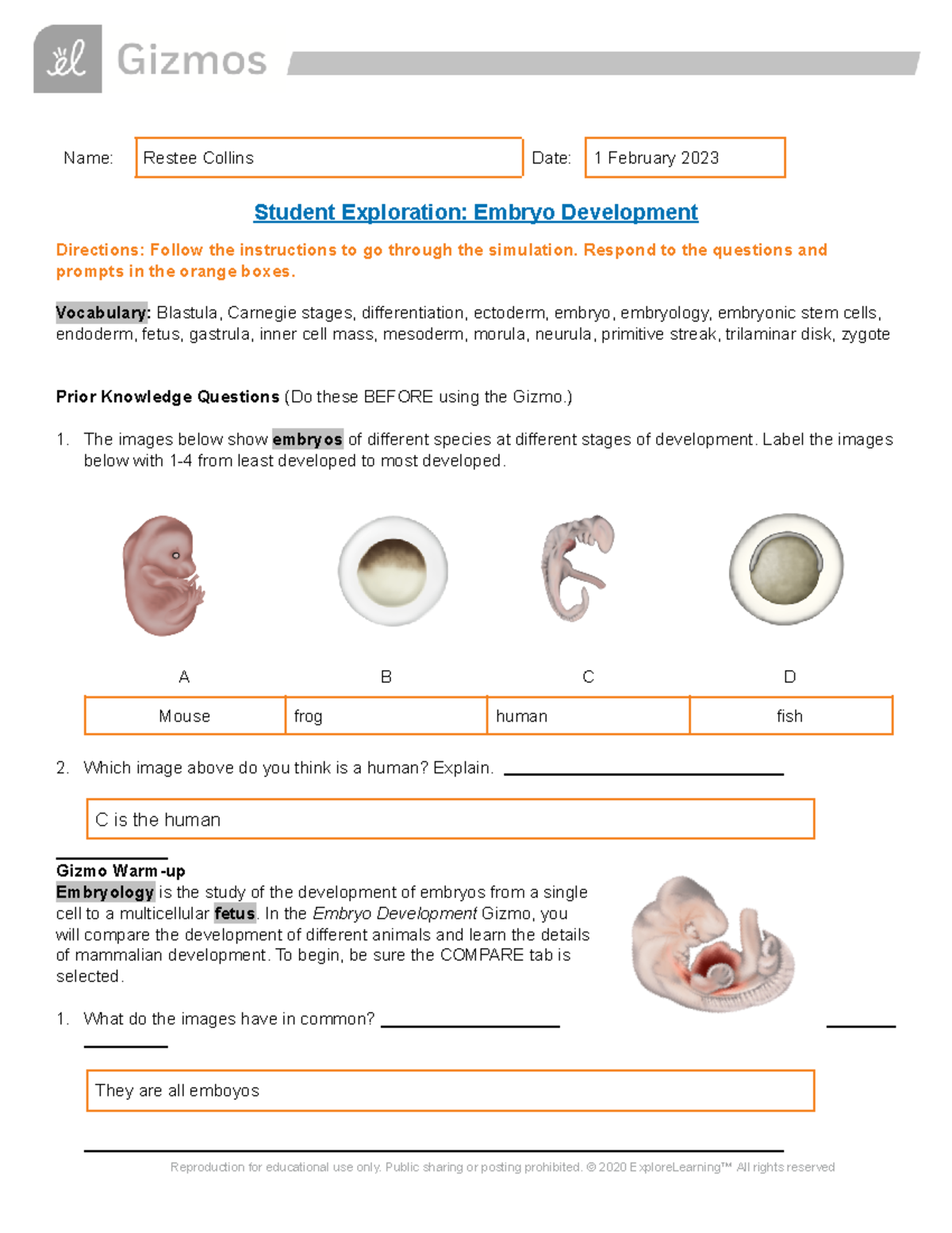 Copy of Embryo Development SE - Name: Restee Collins Date: 1 February ...