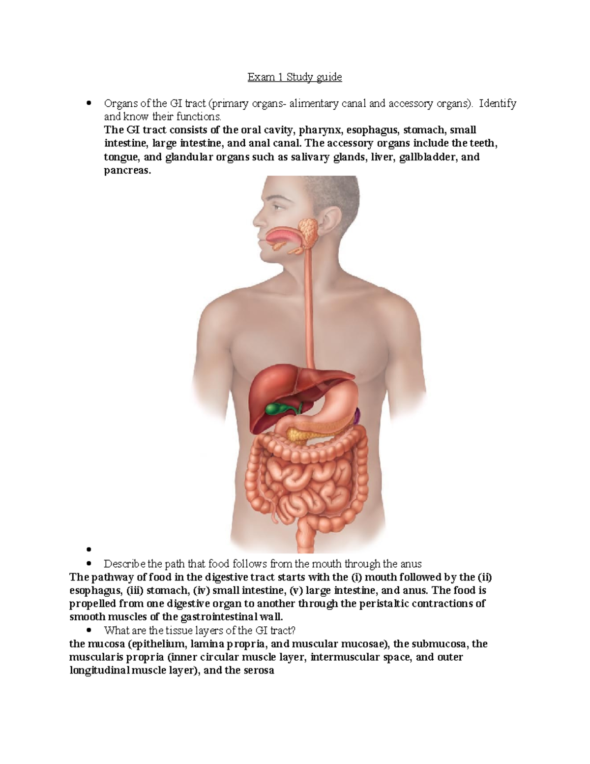 Exam 1 Study guide - nursing - Exam 1 Study guide Organs of the GI ...