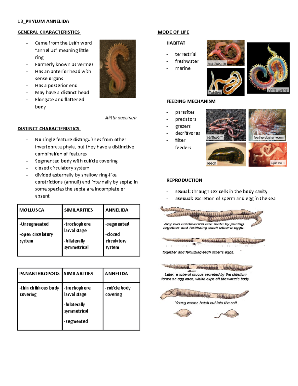 Phylum Annelida - 13_PHYLUM ANNELIDA GENERAL CHARACTERISTICS - Came ...