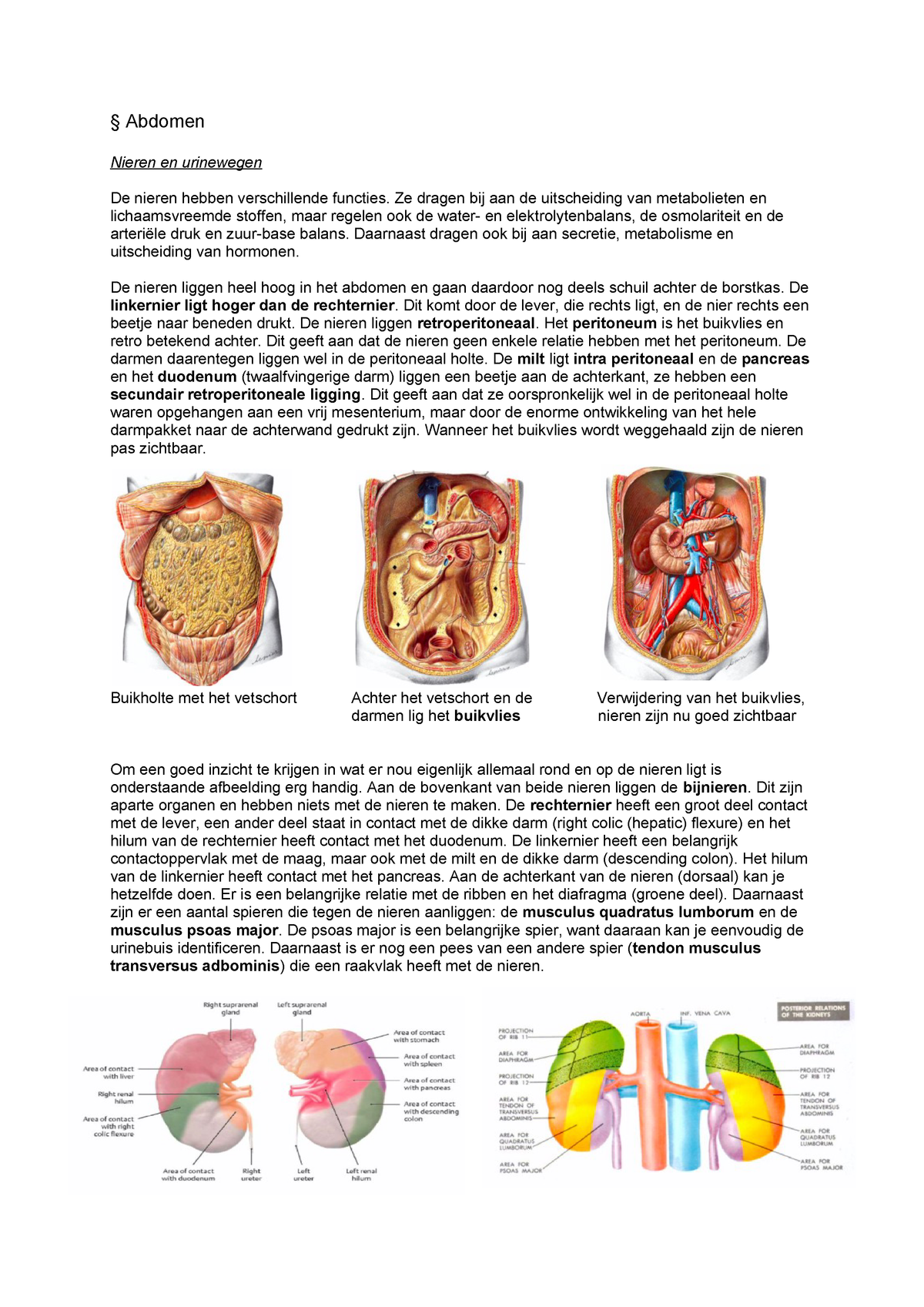 Abdomen - Anatomie 4012ANAT3Y 3 - StudeerSnel