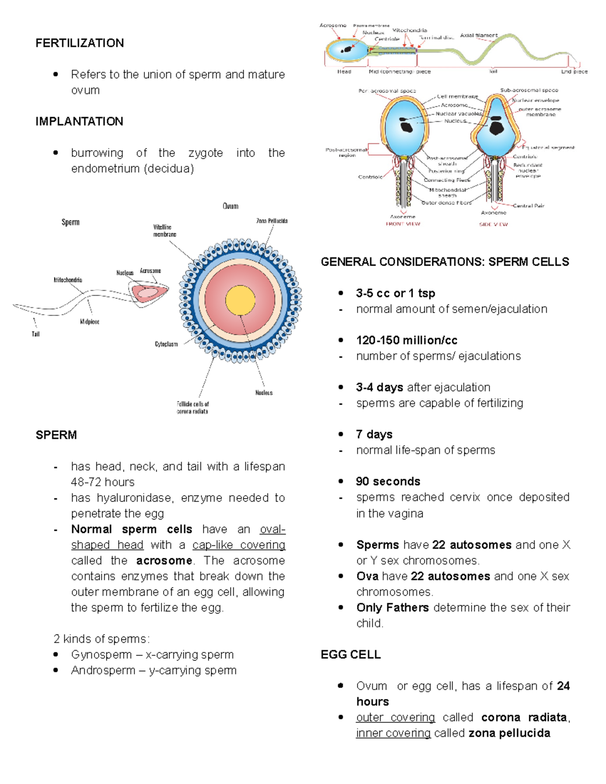 Fertilization - heoiahalsjdhasd - FERTILIZATION Refers to the union of ...