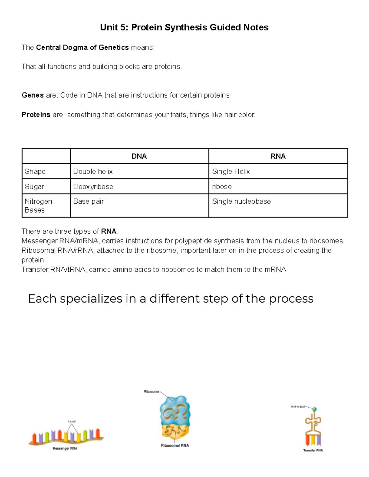 Guided Notes Protein Synthesis Unit 5 Protein Synthesis Guided Notes The Central Dogma of