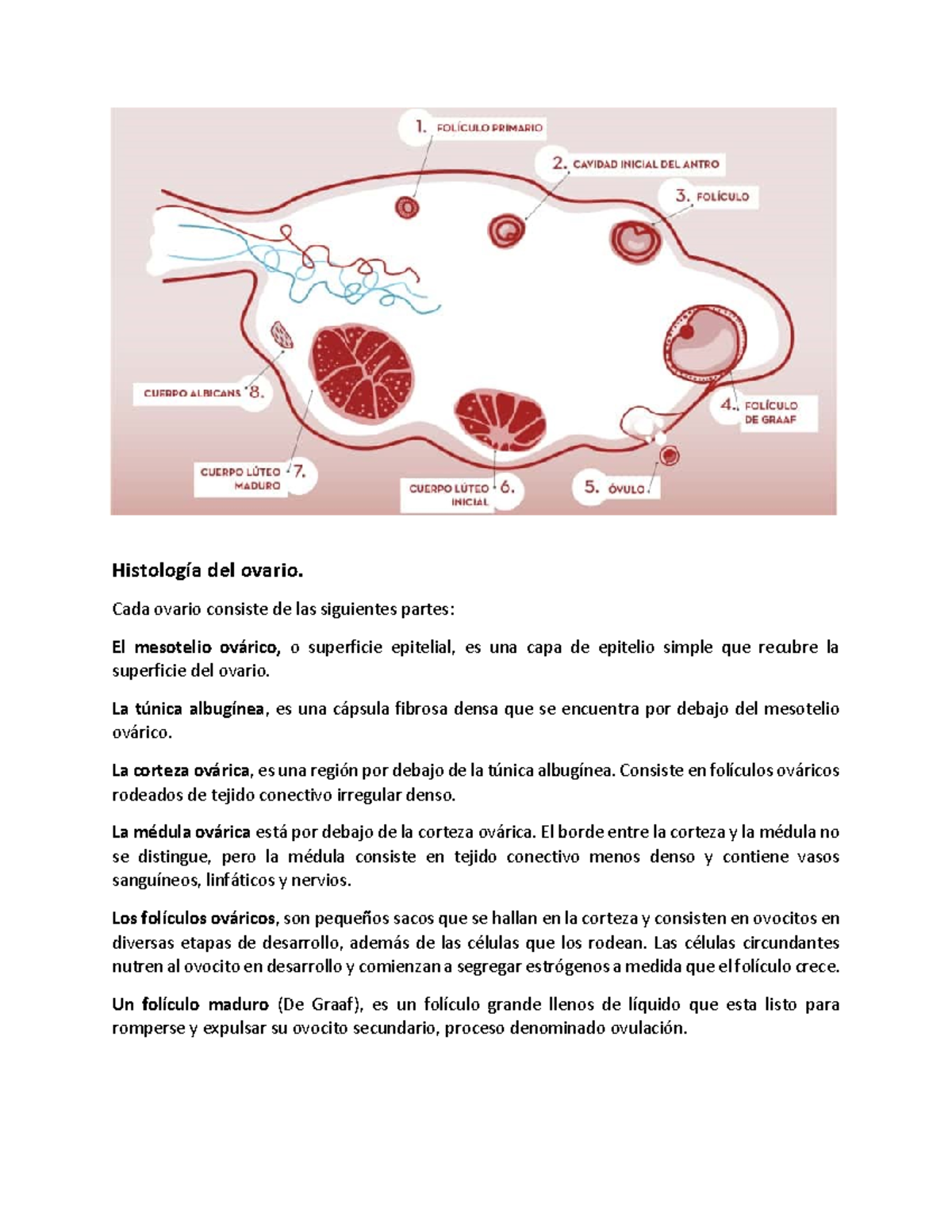 histología del folículo de graaf