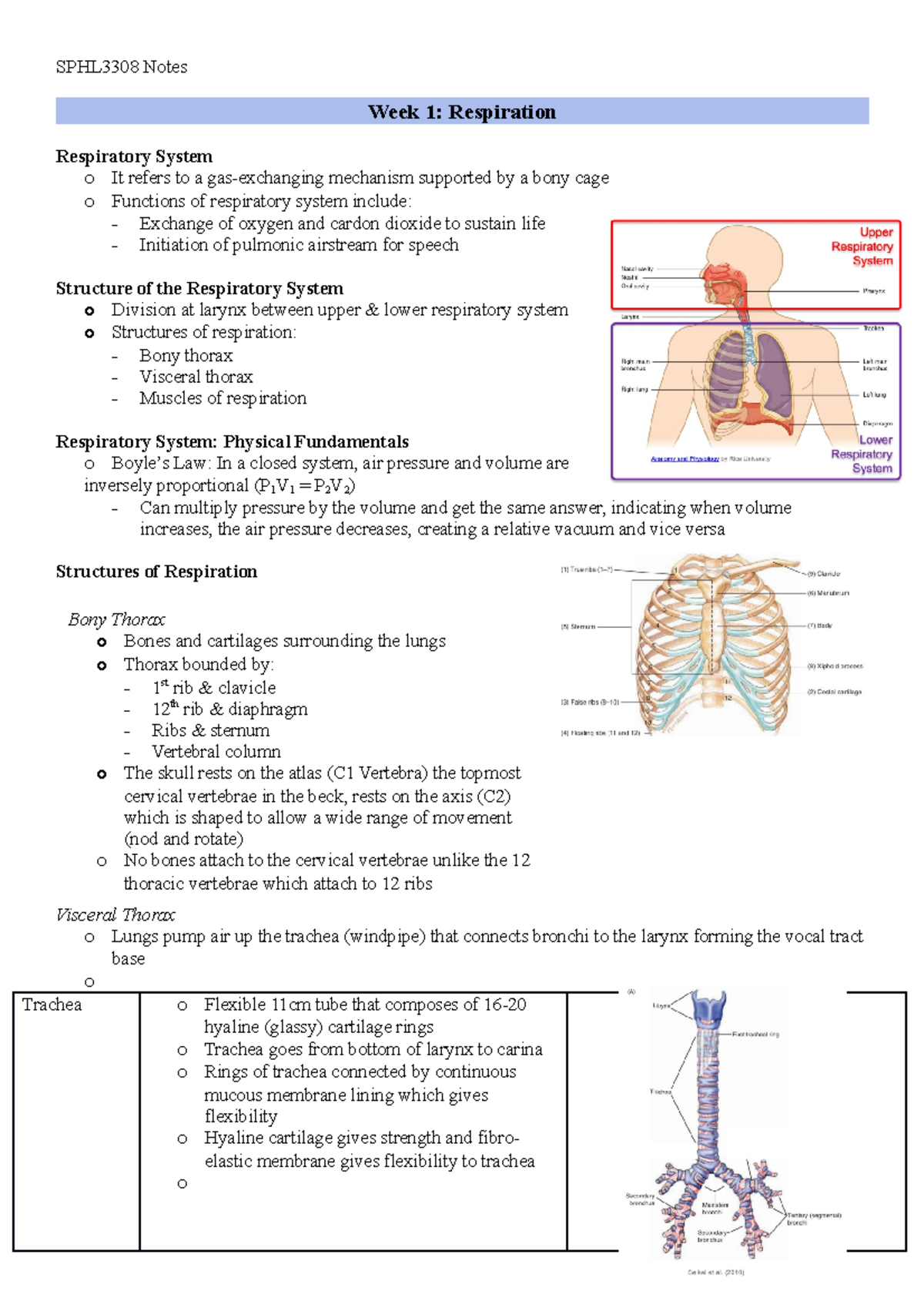 SPHL3308 Notes wk 1-4 - SPHL3308 Notes Week 1: Respiration Respiratory ...