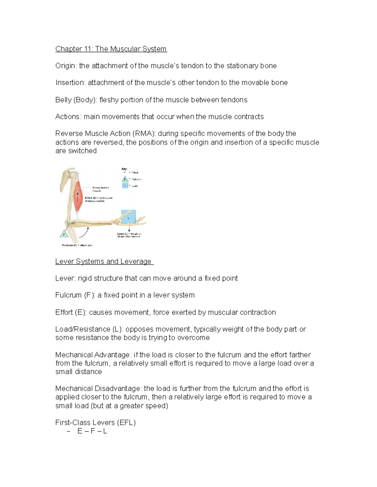 BIOL235 Chapter 11 Muscles - Chapter 11: The Muscular System Origin ...