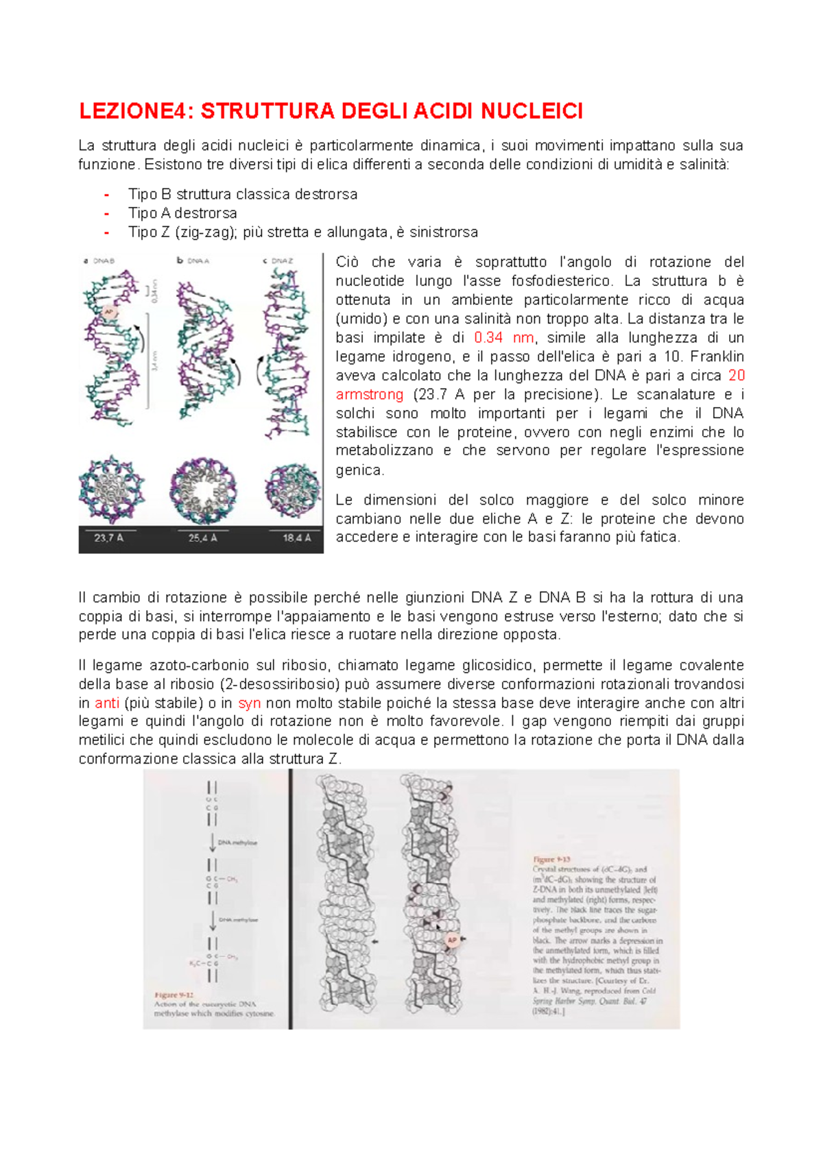 Lezione 4 - Struttura Acidi Nucleici DNA E RNA - LEZIONE4: STRUTTURA ...