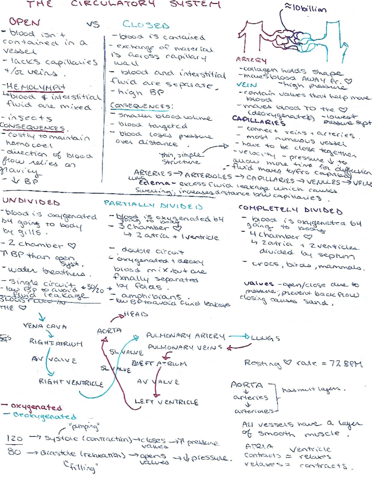 BIOL 224 Final Review PART 2 - Biol 224.3 - Studocu