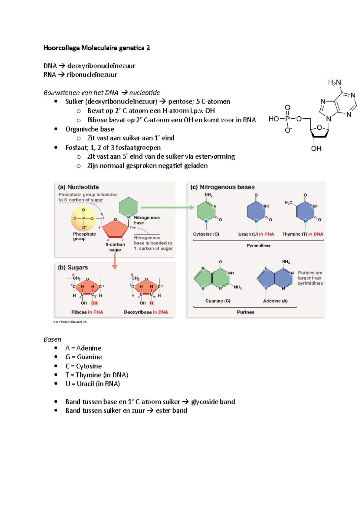 Hoorcollege Moleculaire Genetica 2 - P. OH O Ribose Bevat Op 2e C-atoom ...