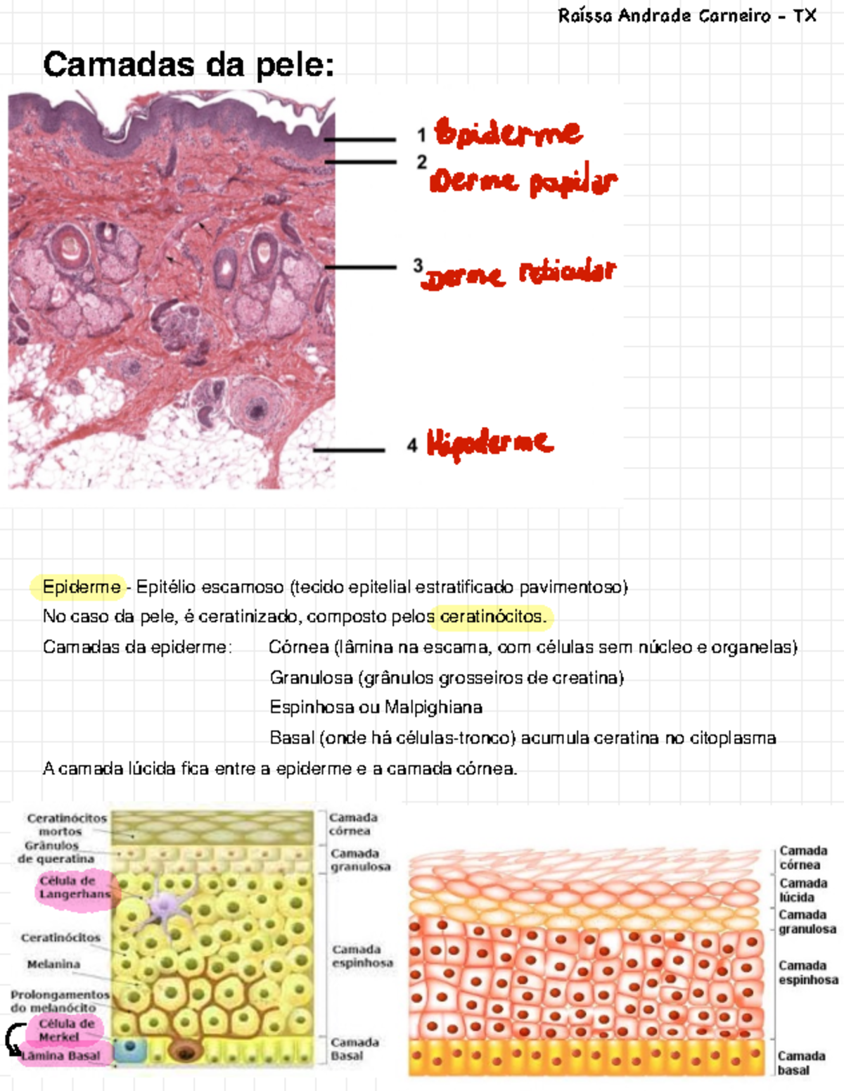 1. Histologia da Pele - Resumo biología - Camadas da pele: Epiderme ...