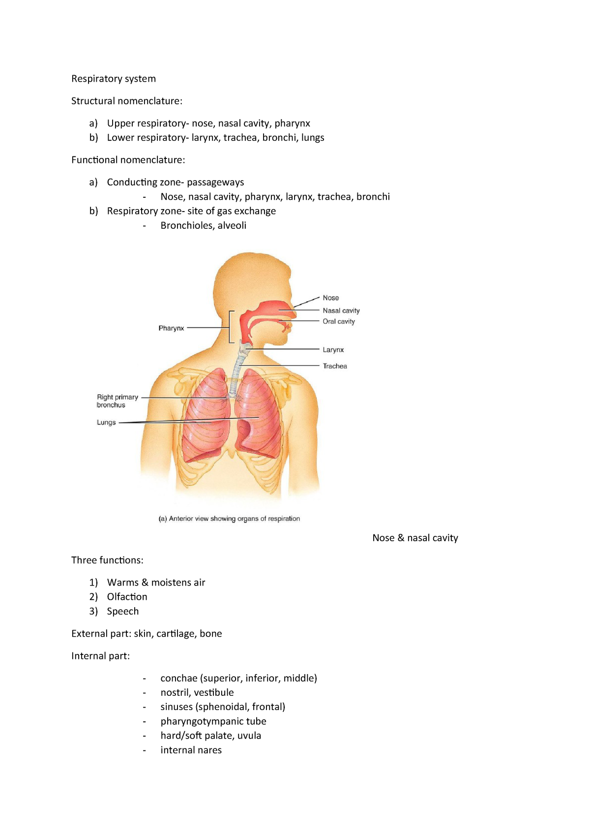 10 - respiratory system - AN1005 - StuDocu