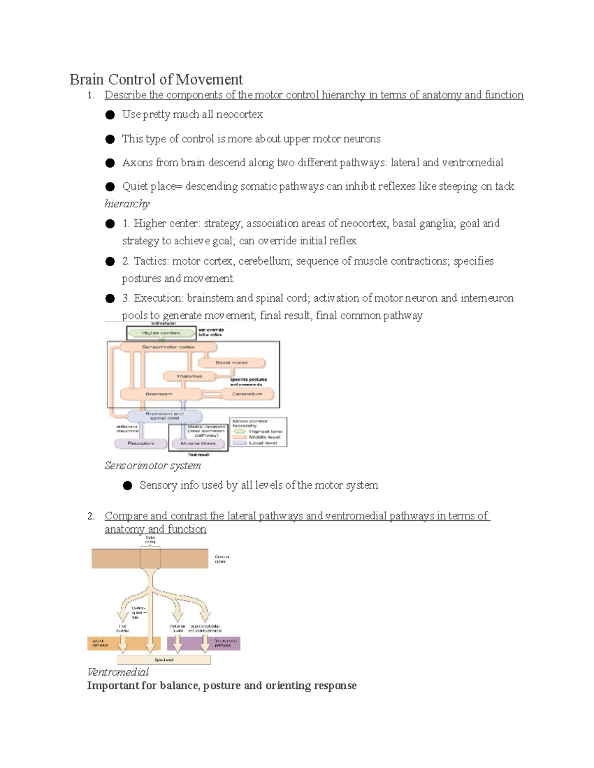 Brain Control of Movement Describe the components of the motor