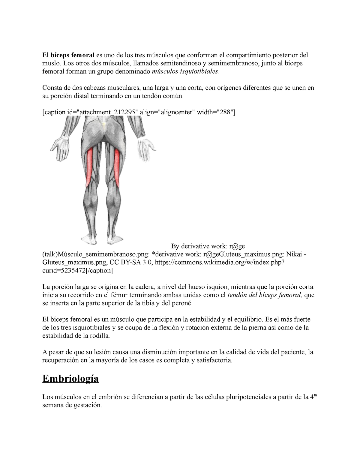 Bíceps Femoral Anatomía Origen Inserción Irrigación Inervación Lesiones El Bíceps 5678
