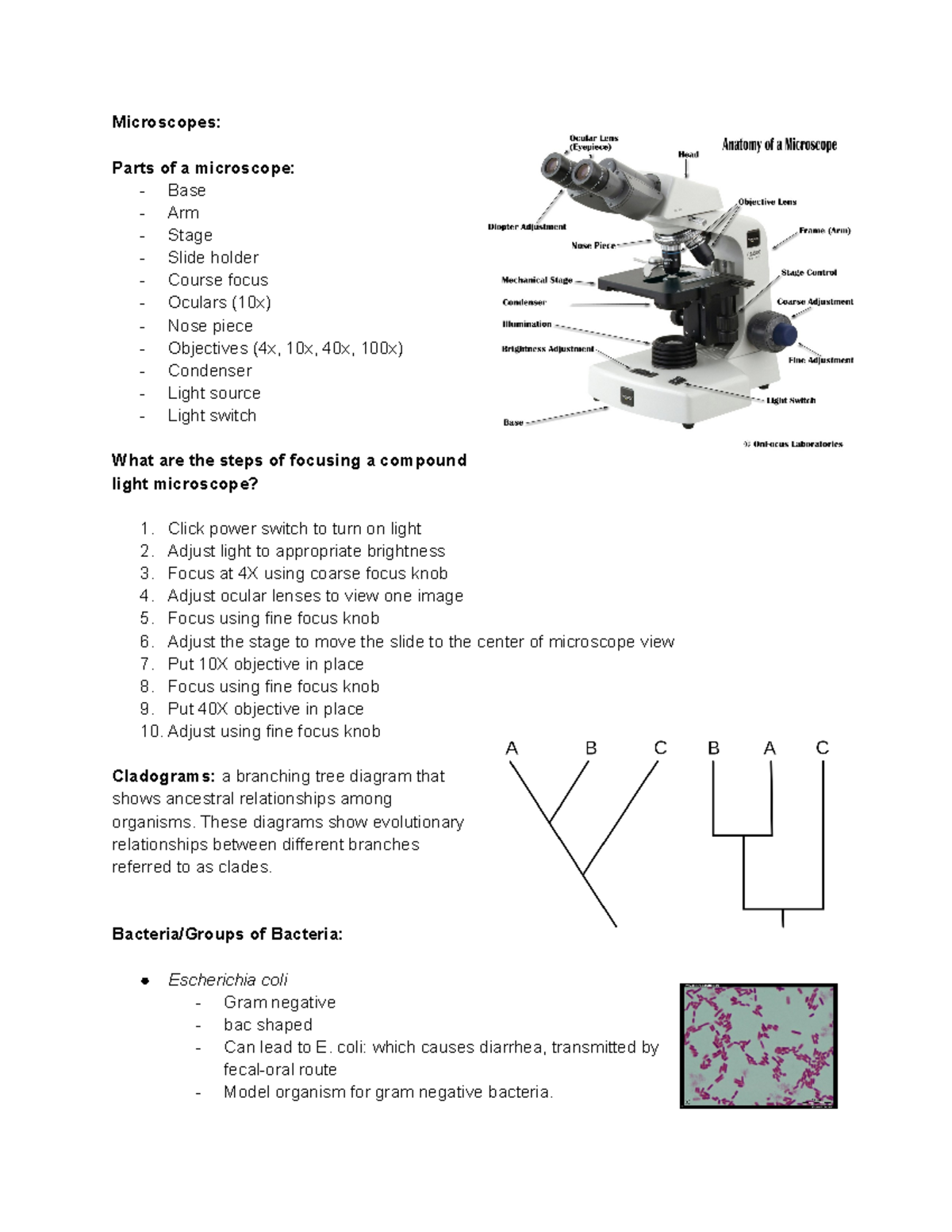BISC 133 LAB - Final EXAM Content - Microscopes: Parts of a microscope ...