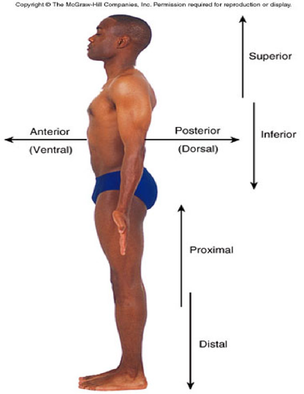 Directional terms - body directions - 11 63 175 - U of W - StuDocu
