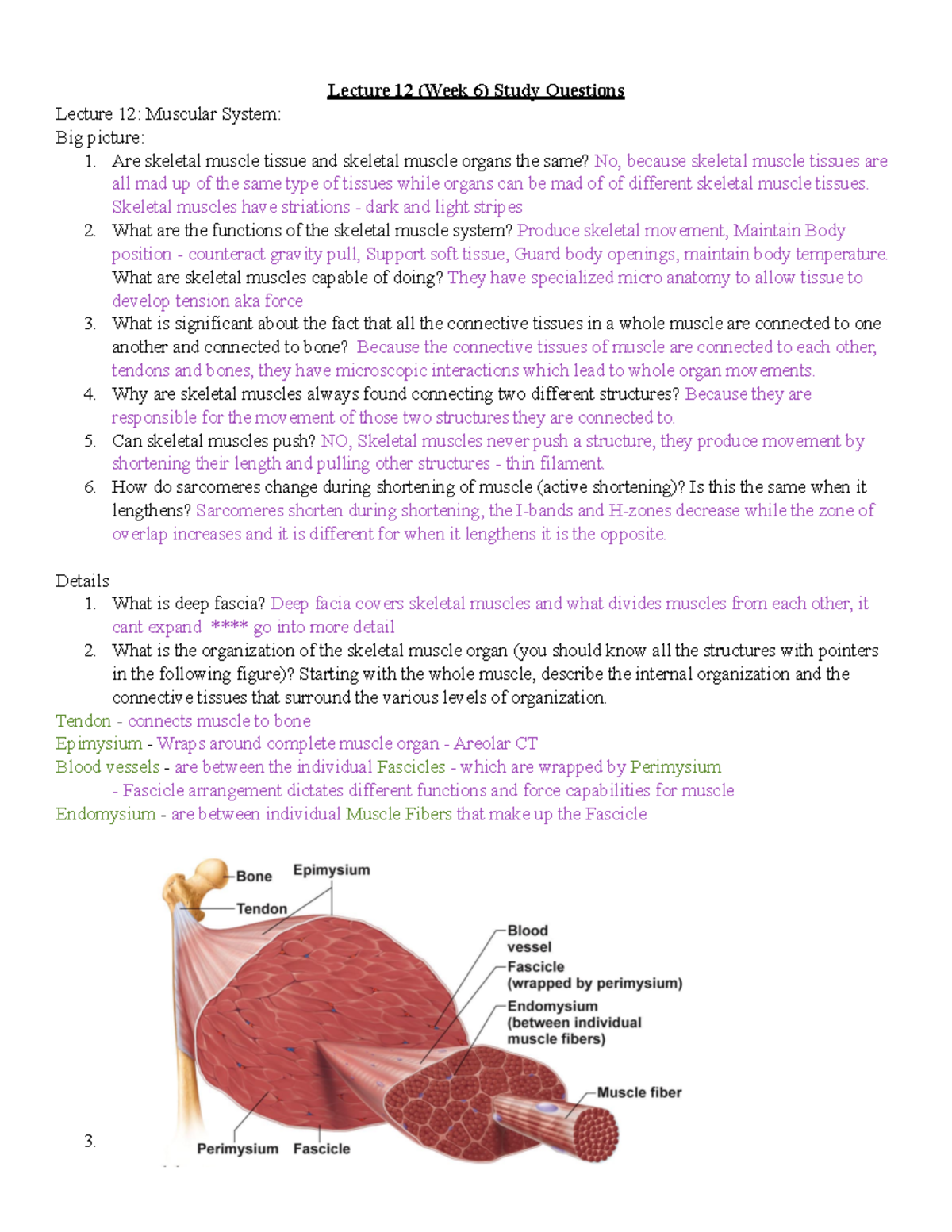 Lecture 12 Study Questions - Lecture 12 (Week 6) Study Questions ...