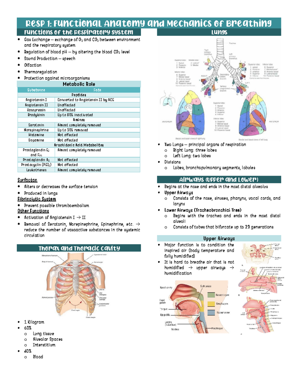 Mechanics Of Breathing - Resp 1: Functional Anatomy And Mechanics Of ...