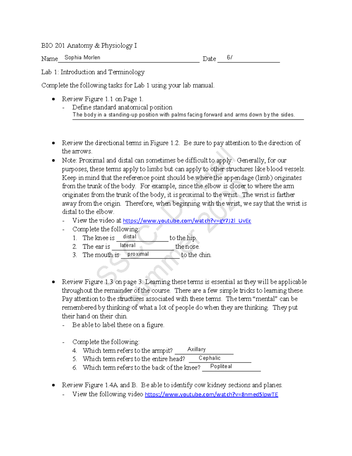 BIO 201 Lab 1 Activity-1-1 - SSCC- Dr. Hall Summer 2020 BIO 201 Anatomy ...