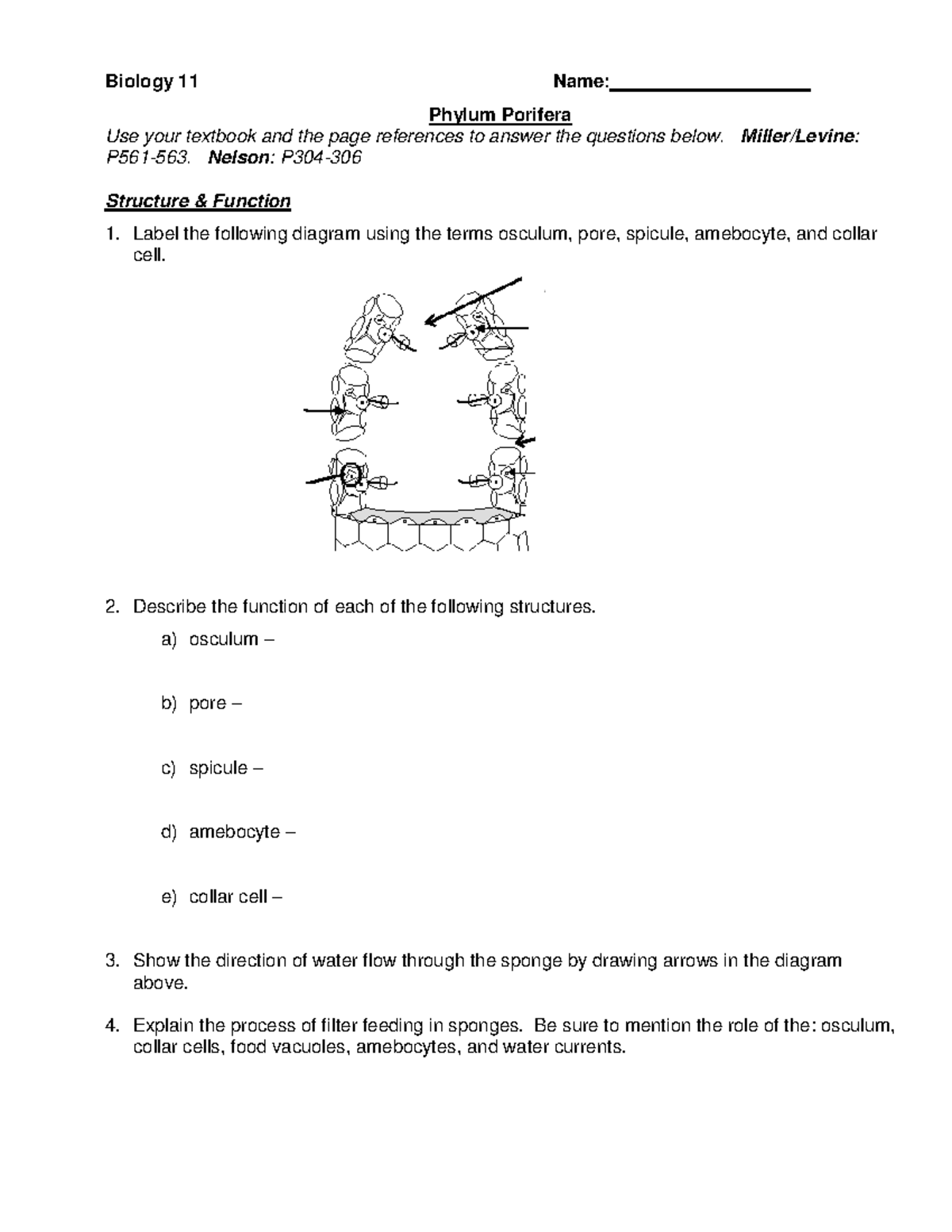 Phylum Porifera - WS 2 - Biology 11 Name: Phylum Porifera Use your ...