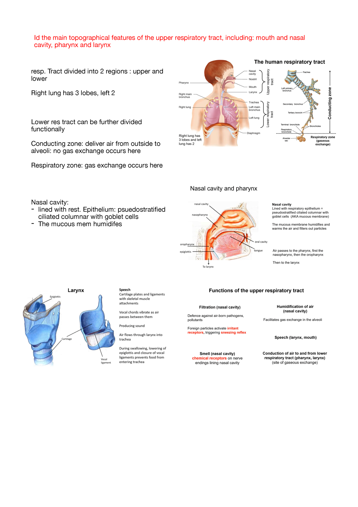 L12 respiratory anatomy and histology Summary - Id the main ...