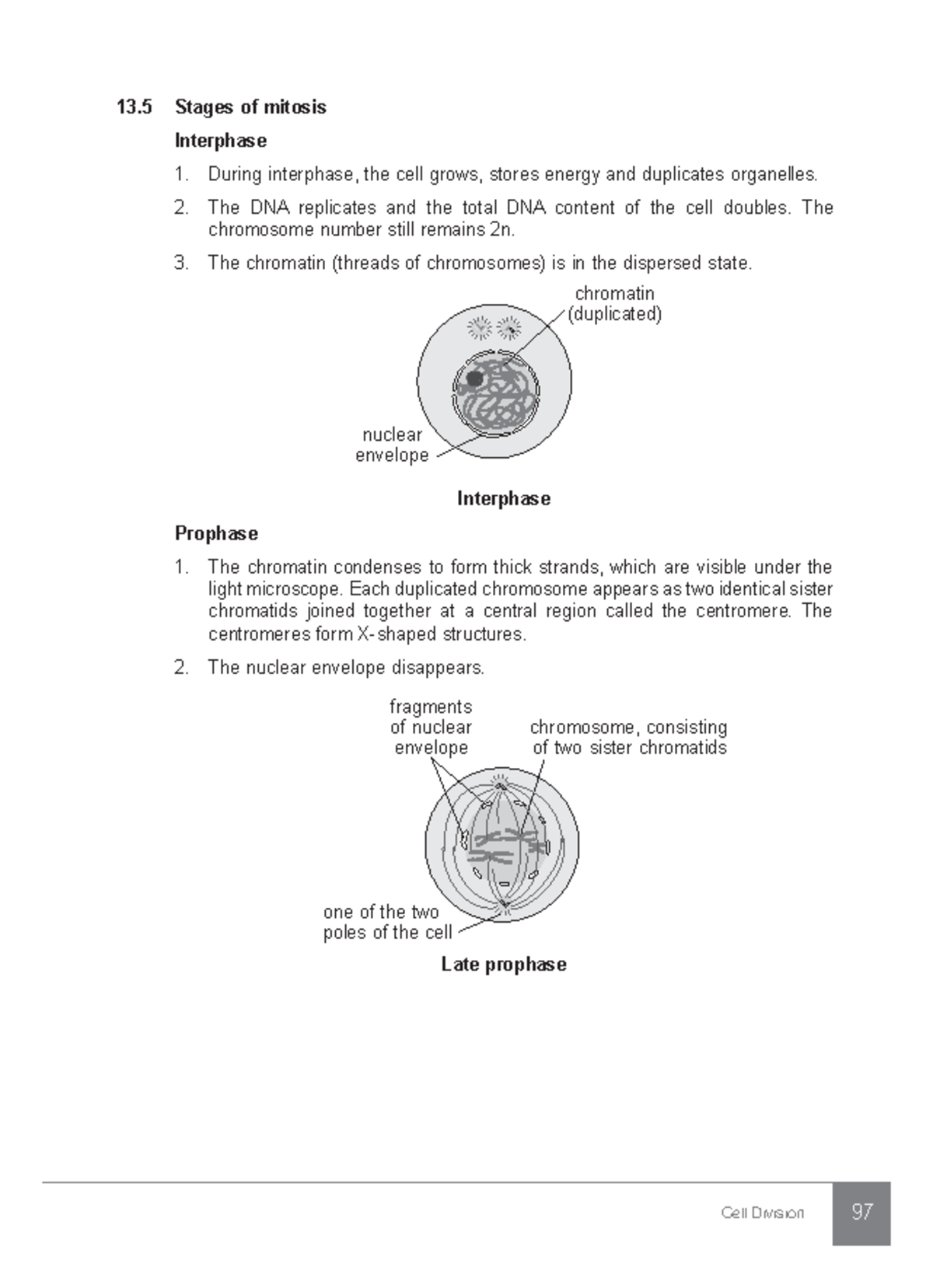 103 - hello - Cell Division 97 13 Stages of mitosis Interphase During ...