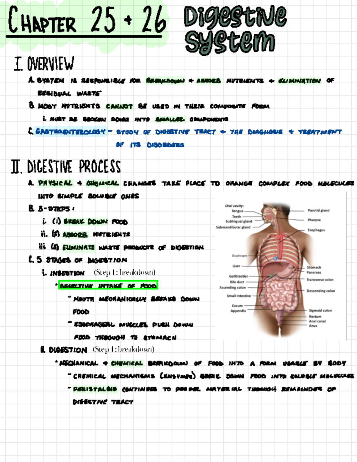 Circulatory - study guide for AP2 - (Step 1: breakdown) (Step 1 ...