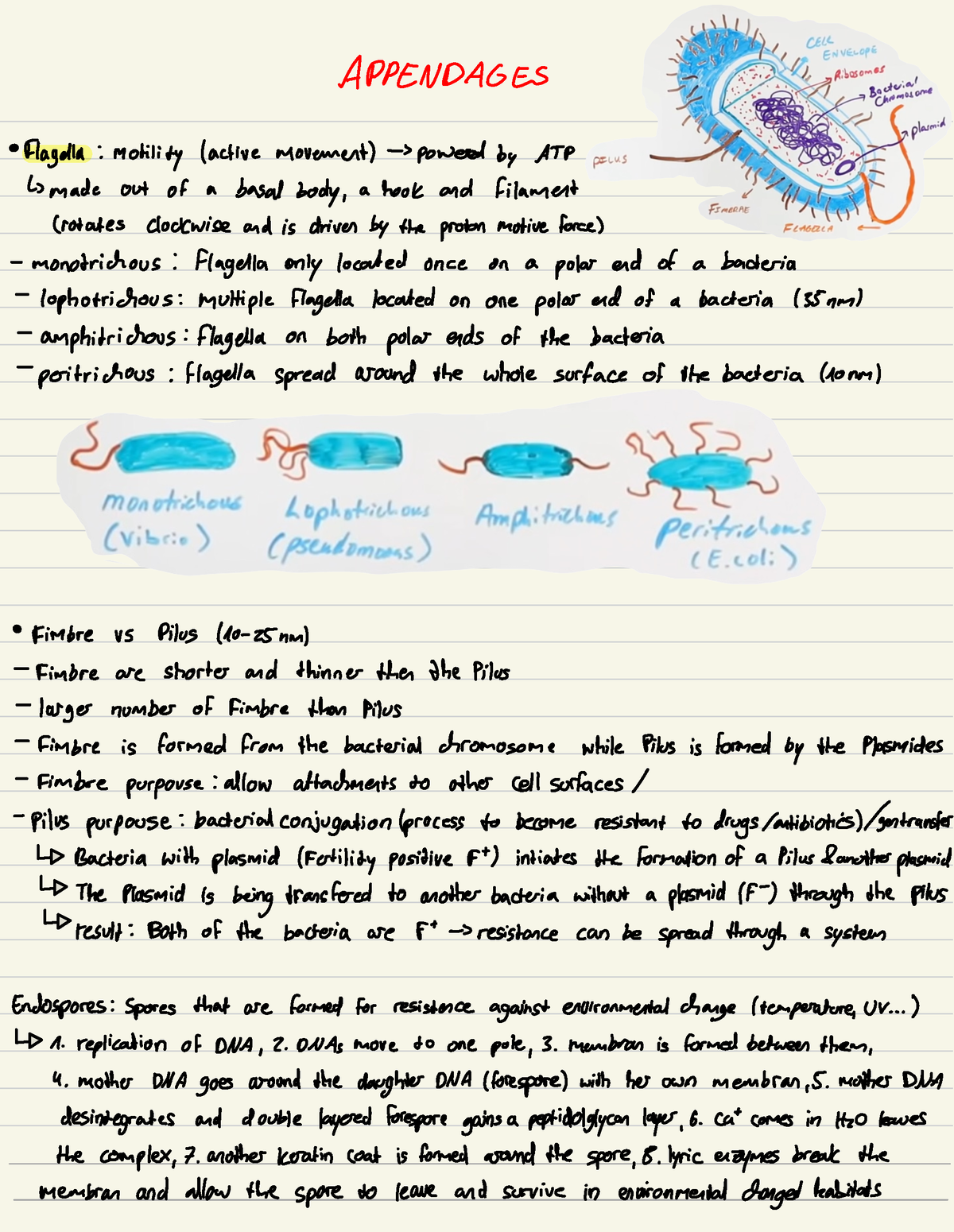 Structure Of Bactria Gramm Staining APPENDAGES Flagella Motility