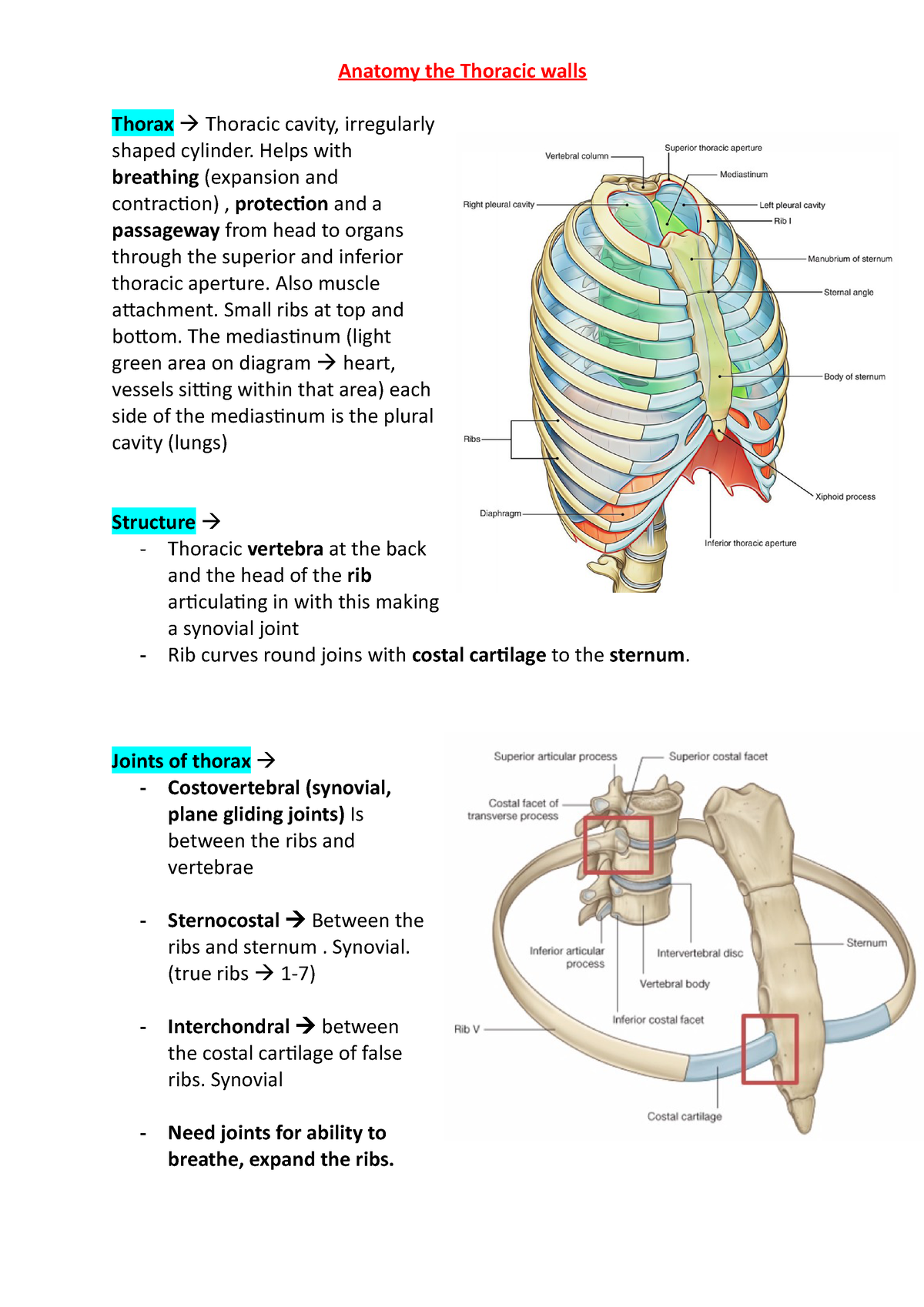 05 November - Thoracic Anatomy - 05 November 2019 APPH 3753 Thoracic Anatomy  o Transthoracic plane – - Studocu