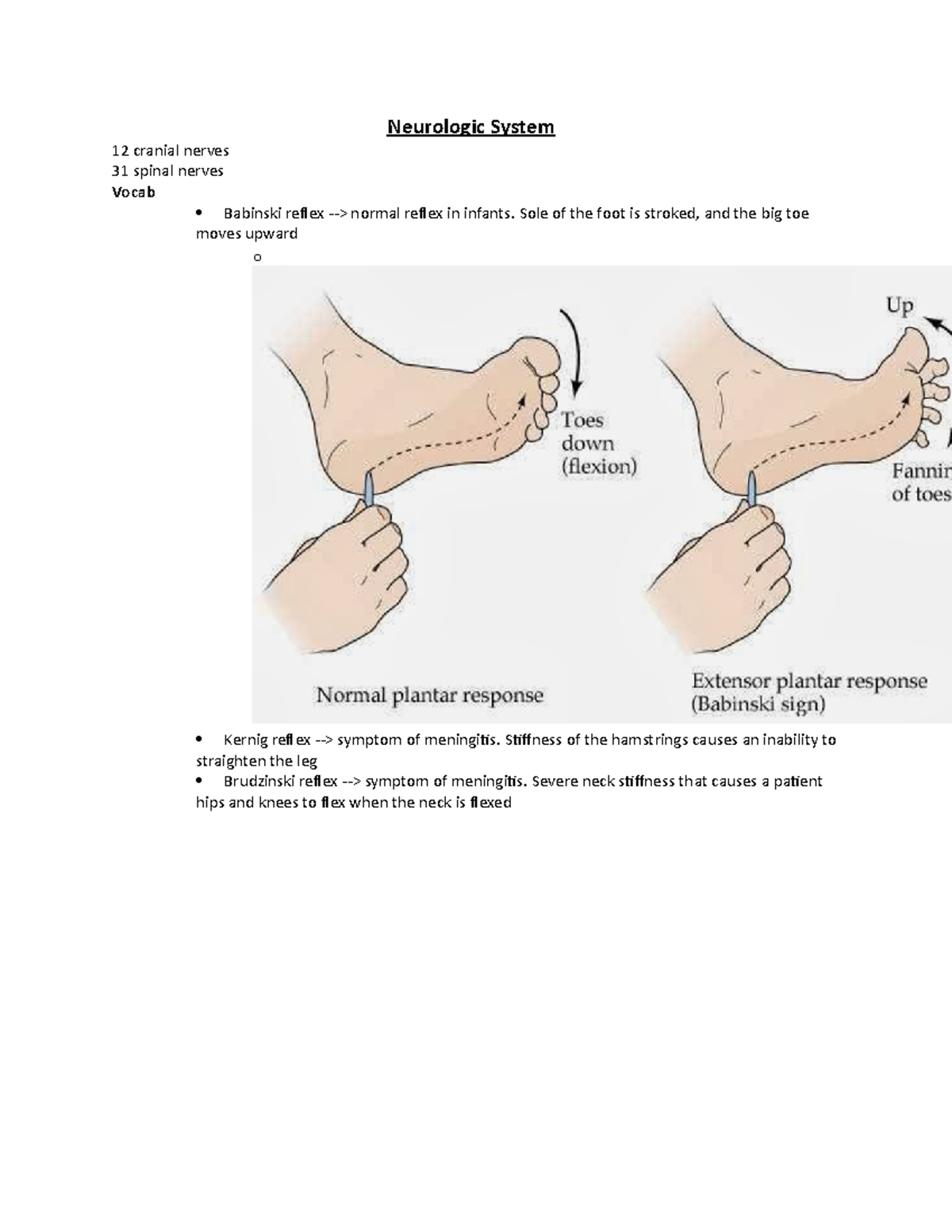 Neurologic System - Cross Lecture - Neurologic System 12 cranial nerves ...