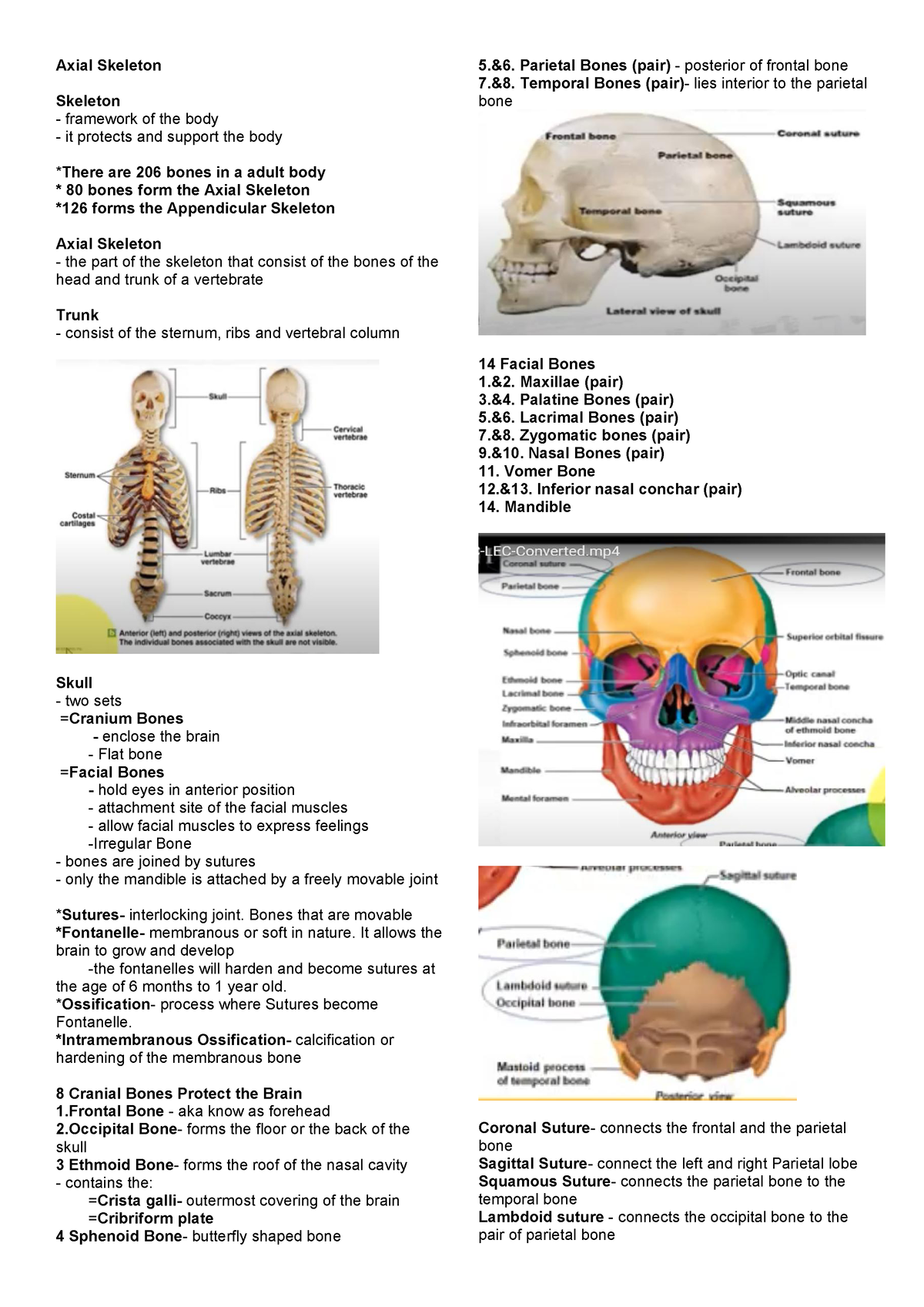 axial-skeleton-axial-skeleton-skeleton-framework-of-the-body-it