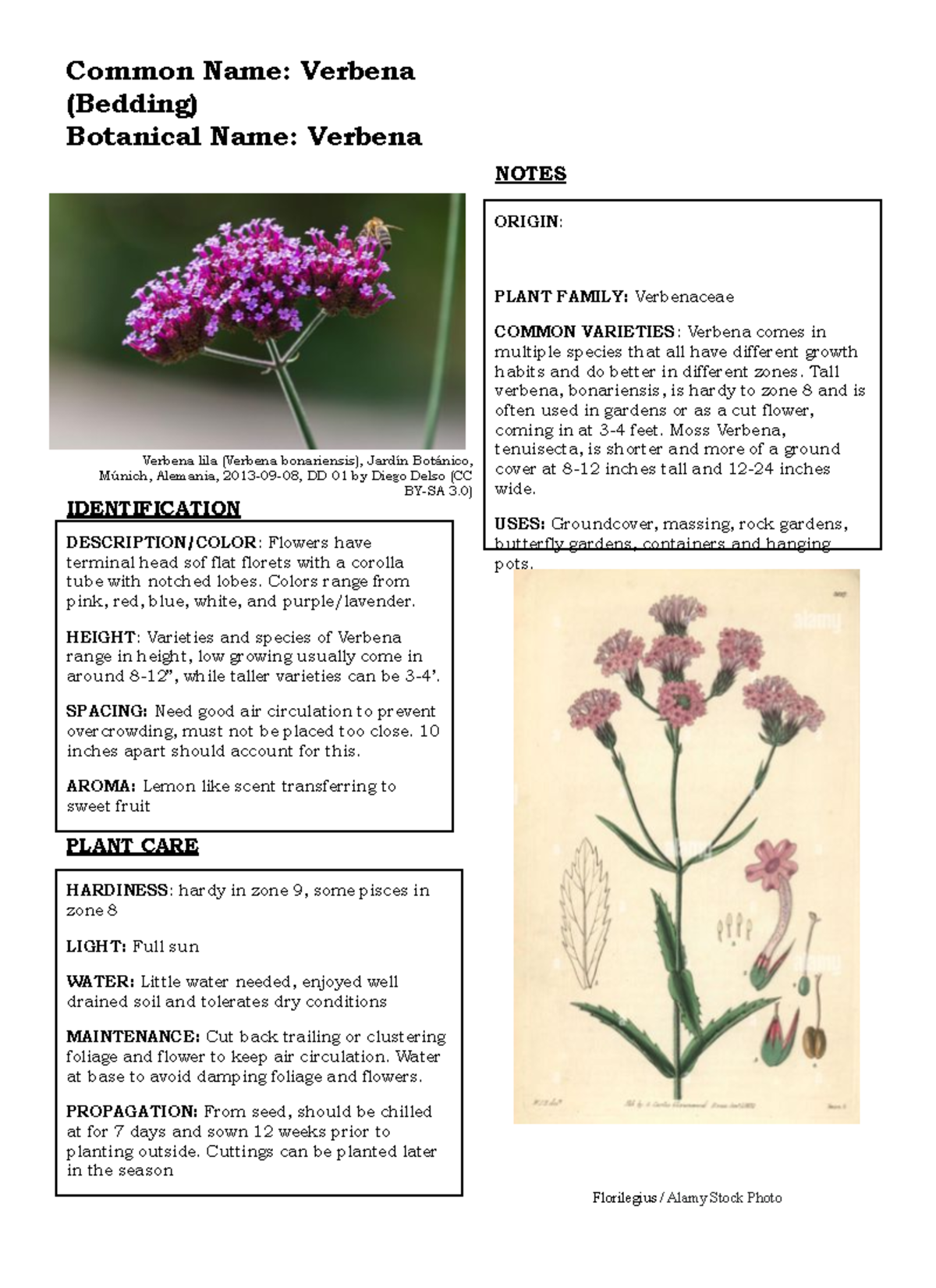 Verbena Garden Flowers Annie White Common Name Verbena (Bedding