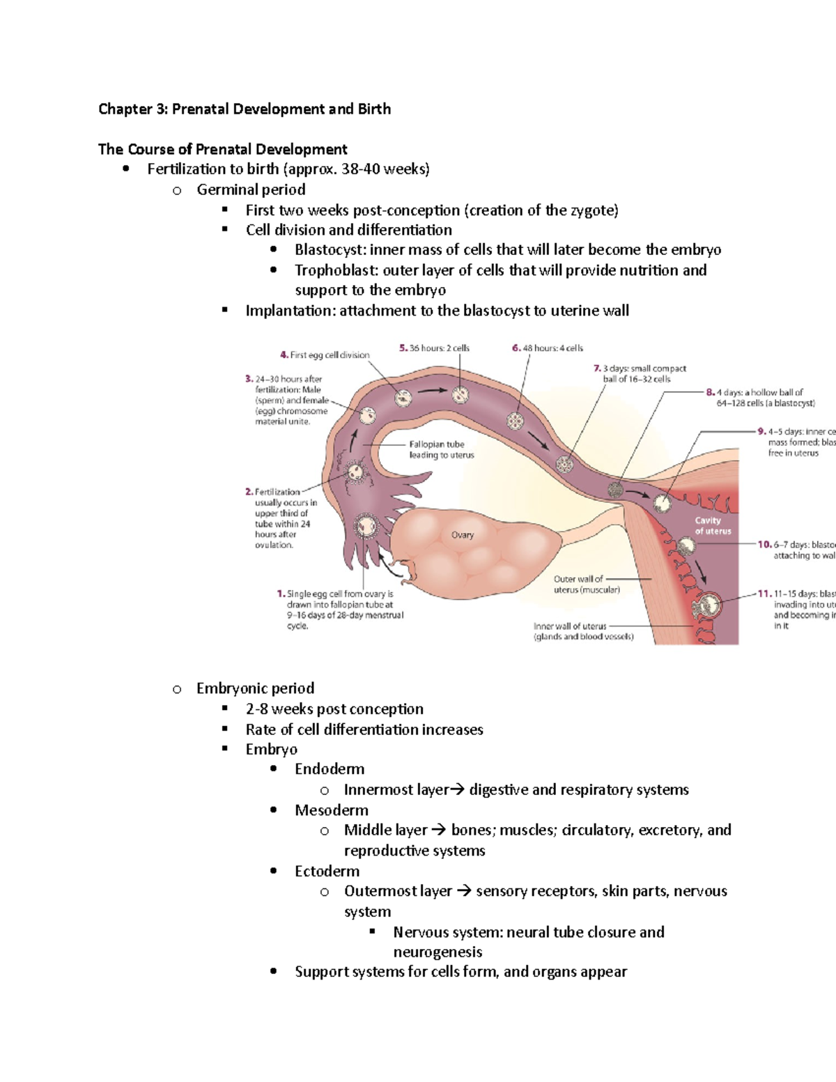 Chapter 3 - Lecture notes 6 - Chapter 3: Prenatal Development and Birth ...