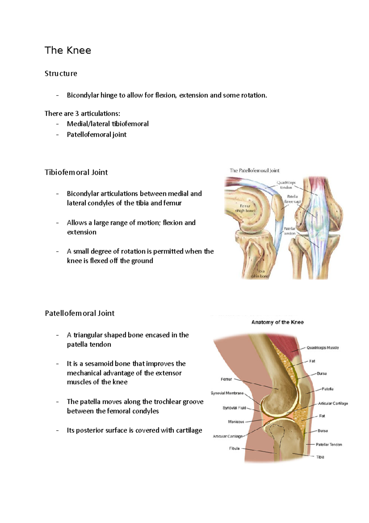 The Knee - A full overview of the knee, part of the Functional anatomy ...